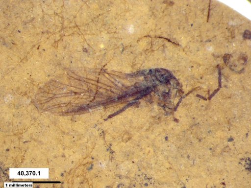 Aphididae