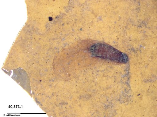Tracheophyta
