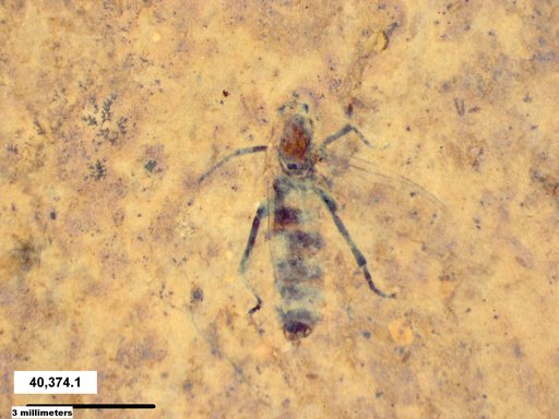Genus sp