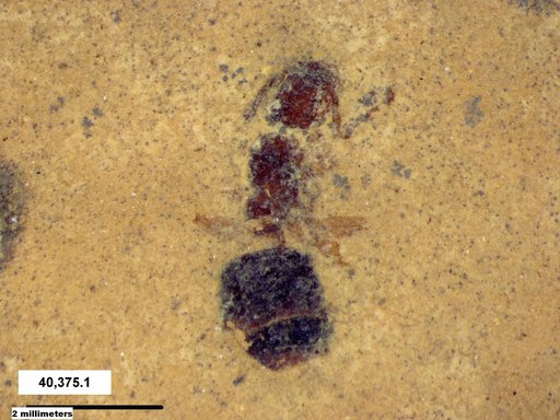 Formicidae