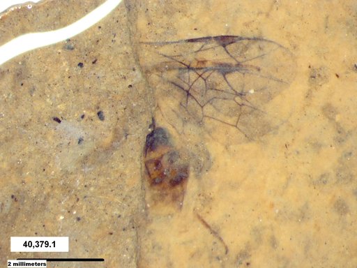 Ichneumonidae