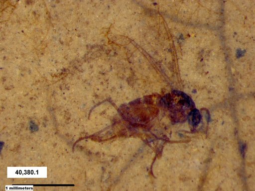 Sciaridae