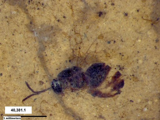 Genus sp