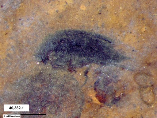 Mordellidae