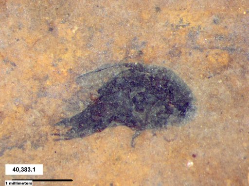 Mordellidae