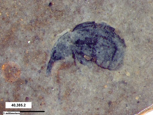 Genus sp