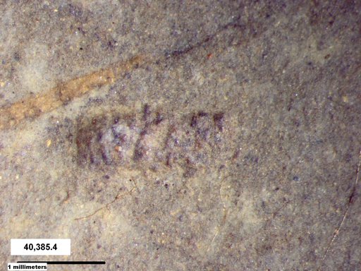 Genus sp