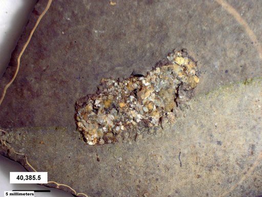 Genus sp