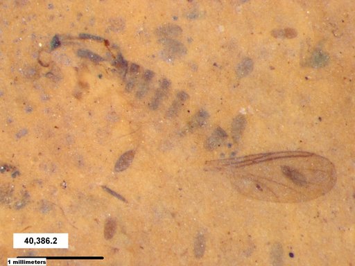 Diptera