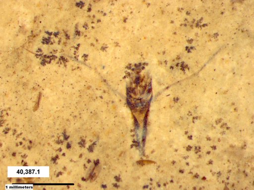 Notonectidae