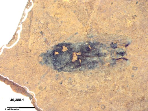 Genus sp