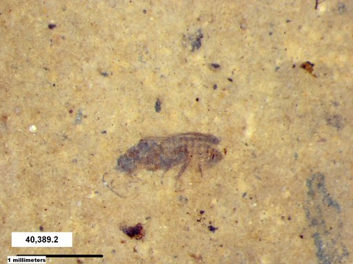 Genus sp