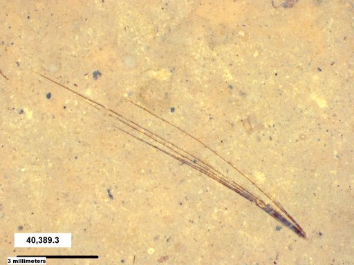 Tracheophyta
