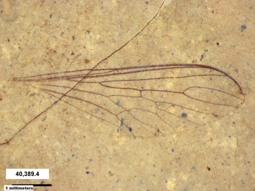 Diptera