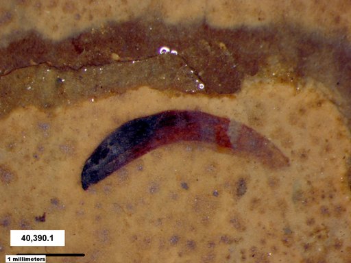 Tracheophyta