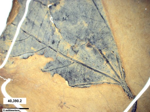 Tracheophyta