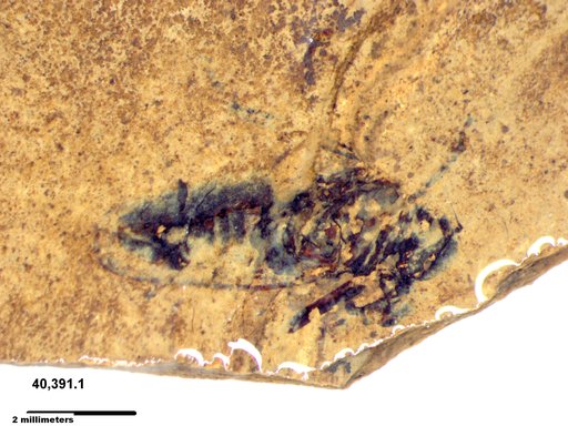Diptera
