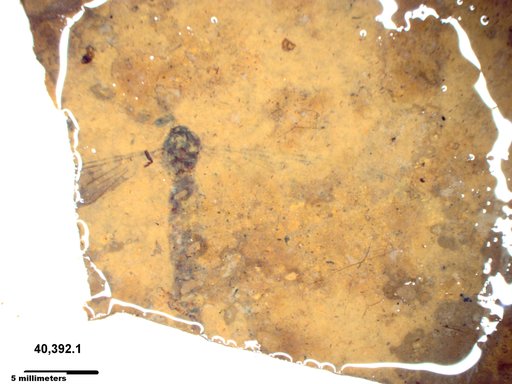 Diptera