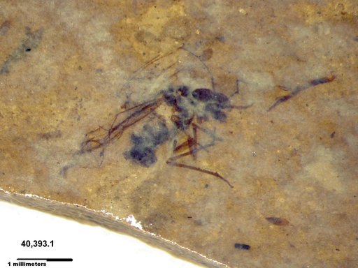 Aphididae