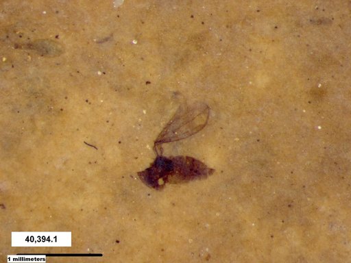 Diptera