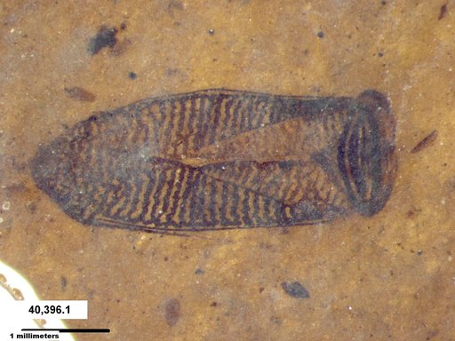 Corixidae