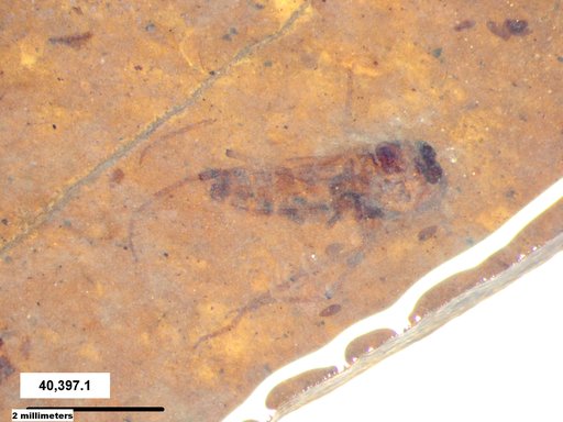 Diptera