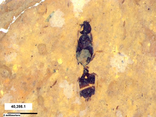 Formicidae