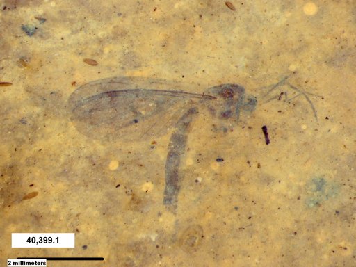 Diptera