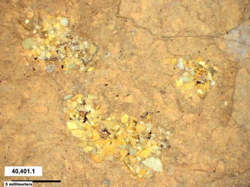 Genus sp
