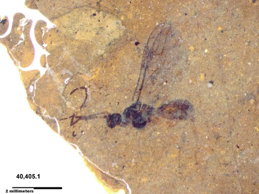 Braconidae
