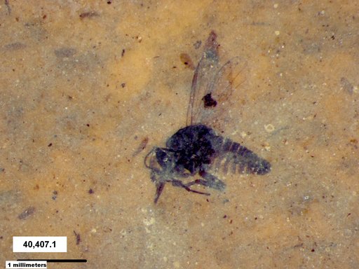 Diptera