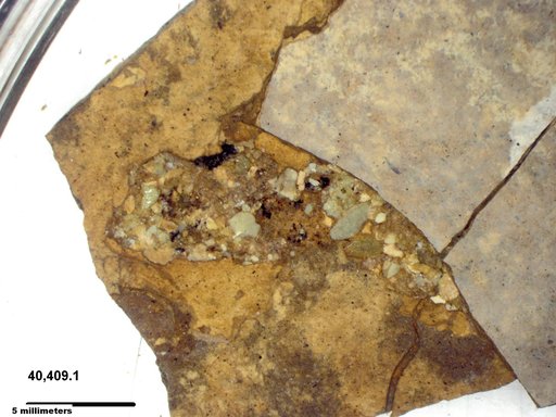 Genus sp