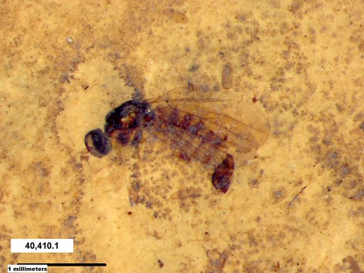 Diptera