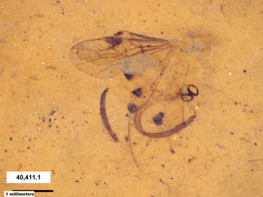 Braconidae