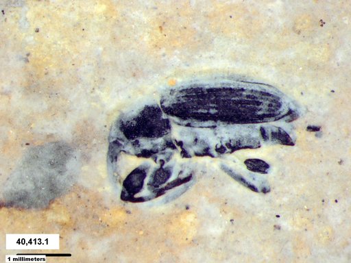 Genus sp