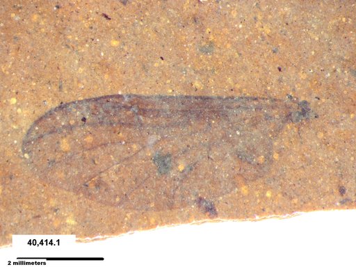 Genus sp