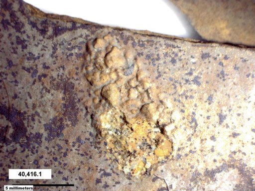Genus sp