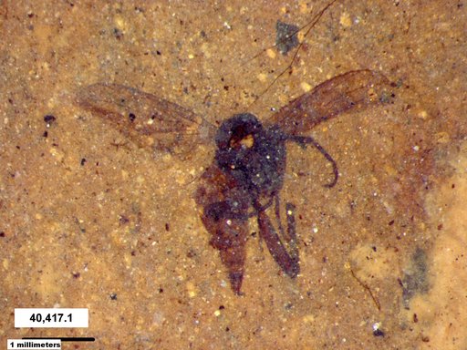 Diptera
