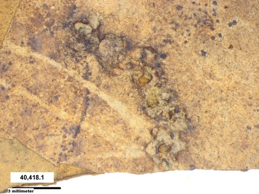 Genus sp