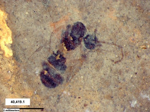 Formicidae