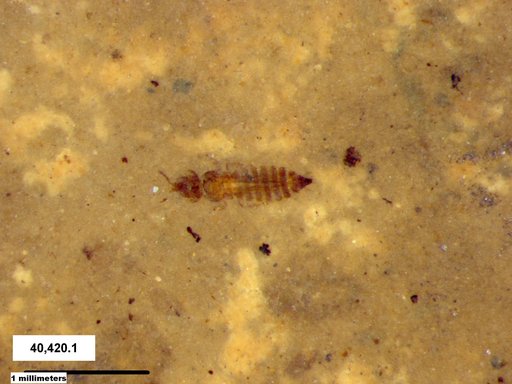 Genus sp