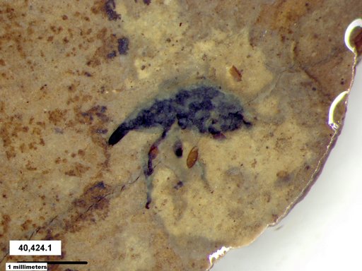 Genus sp