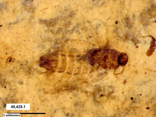 Genus sp