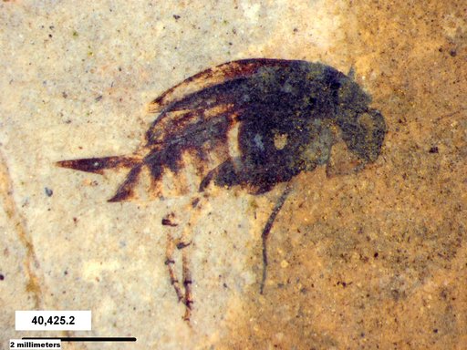 Mordellidae