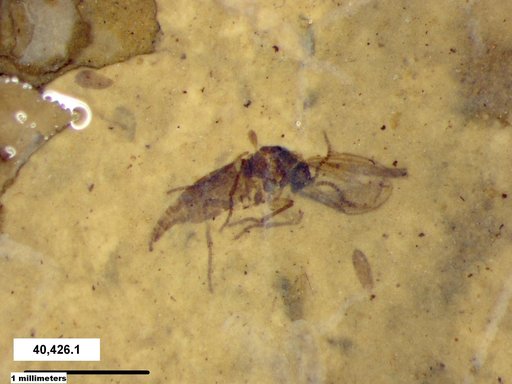 Sciaridae