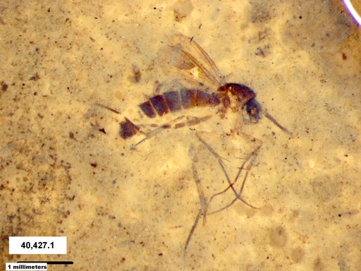 Mycetophilidae