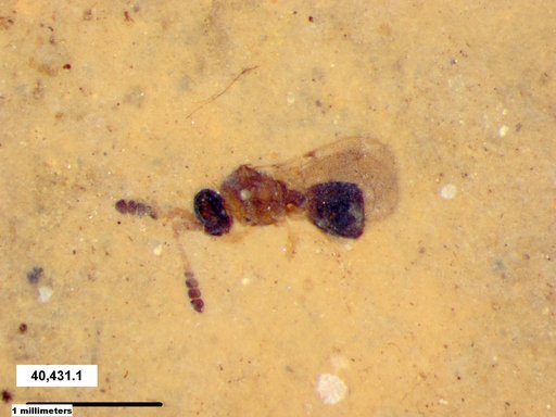 Diapriidae