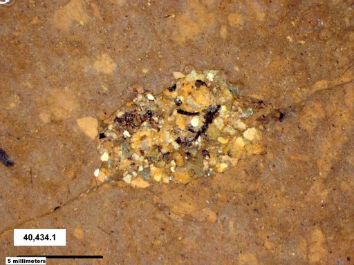 Genus sp