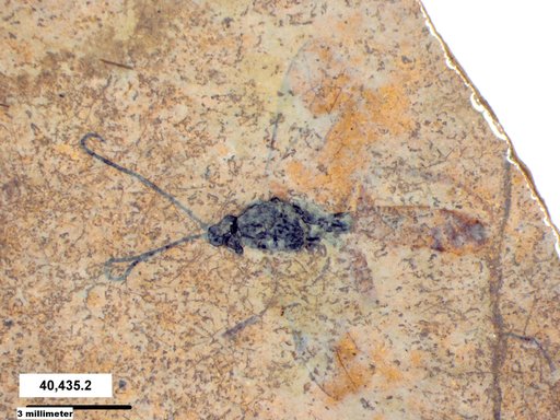 Ichneumonidae
