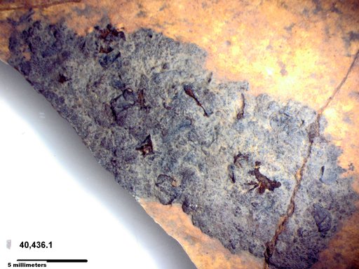Genus sp